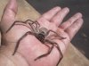 spider.jpg