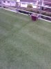 agrass2.jpg