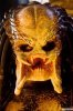 predator.jpeg